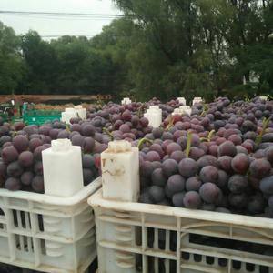 威县七级巨峰葡萄大量上市了