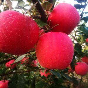 MT337自根砧苹果苗，三年分枝苗