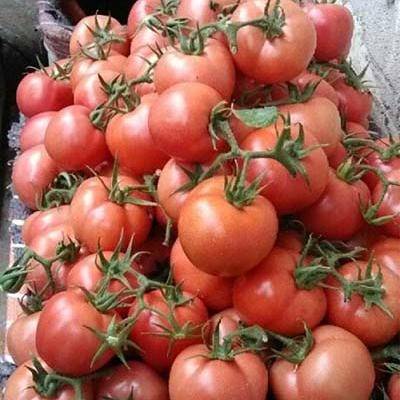 一亩大棚西红柿能产多少斤