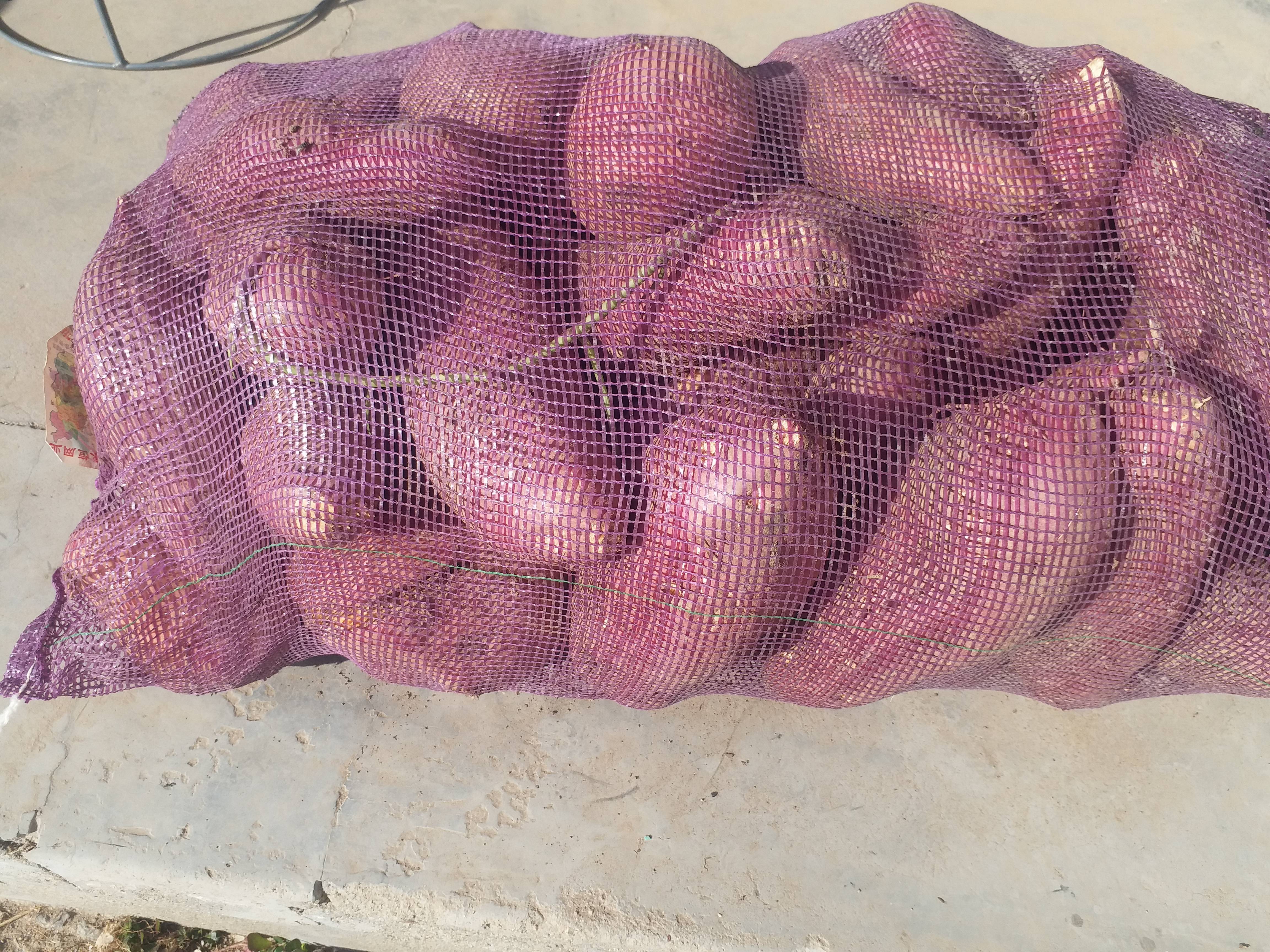 地瓜红薯200亩大量上市，个大好吃 红皮黄心❤无丝