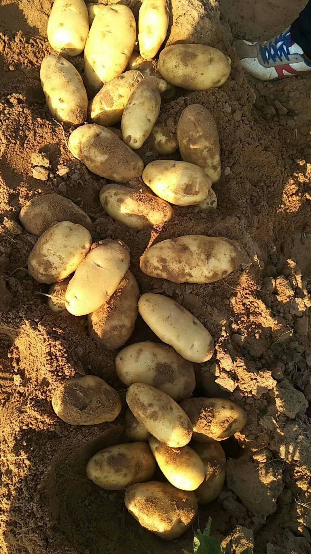 陕西省榆林市靖边有大量的基地土豆正在开始卖，有想法的老板联系我13571211485