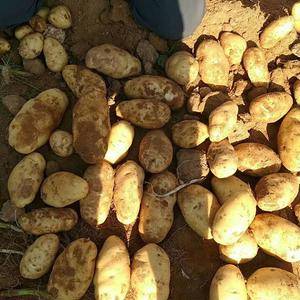 陕西省榆林市靖边有大量的基地土豆正在开始卖，有想法的老板...