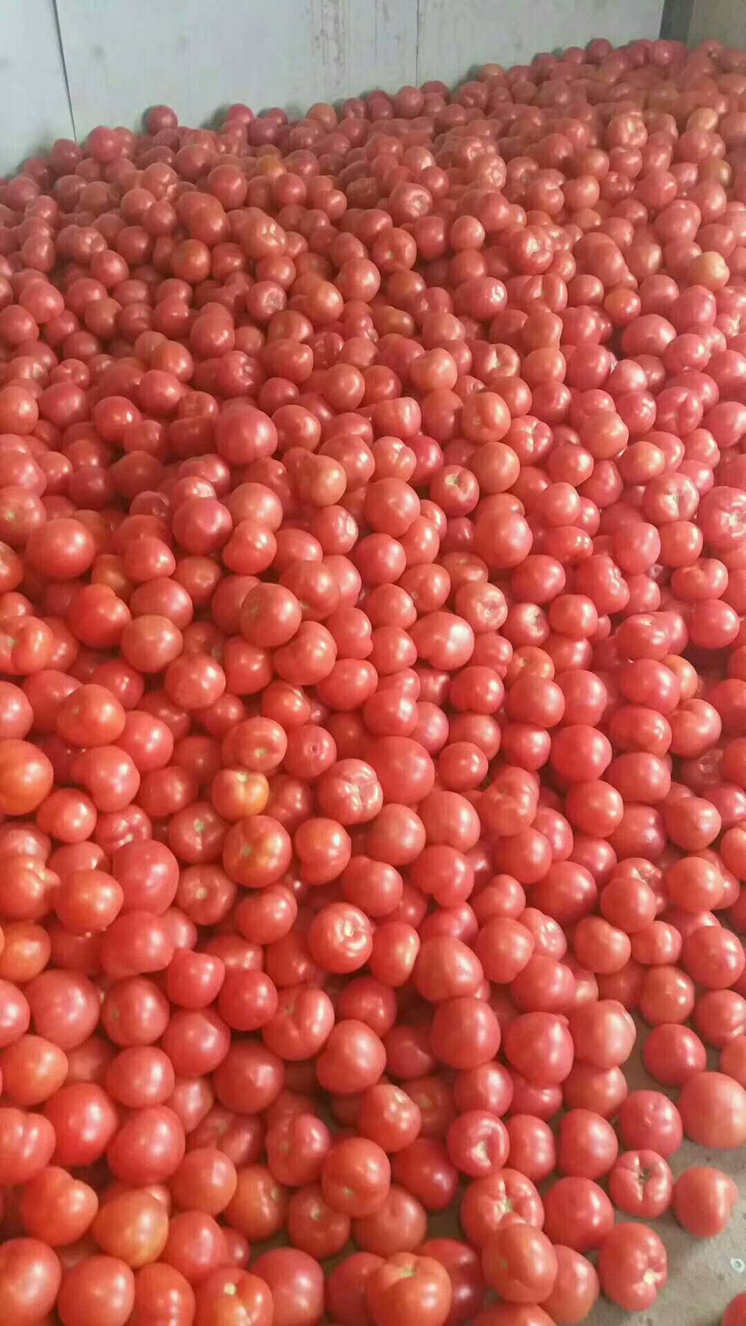 我处全年有冷棚西红柿温室西红柿，果型好硬度极好颜色漂亮。