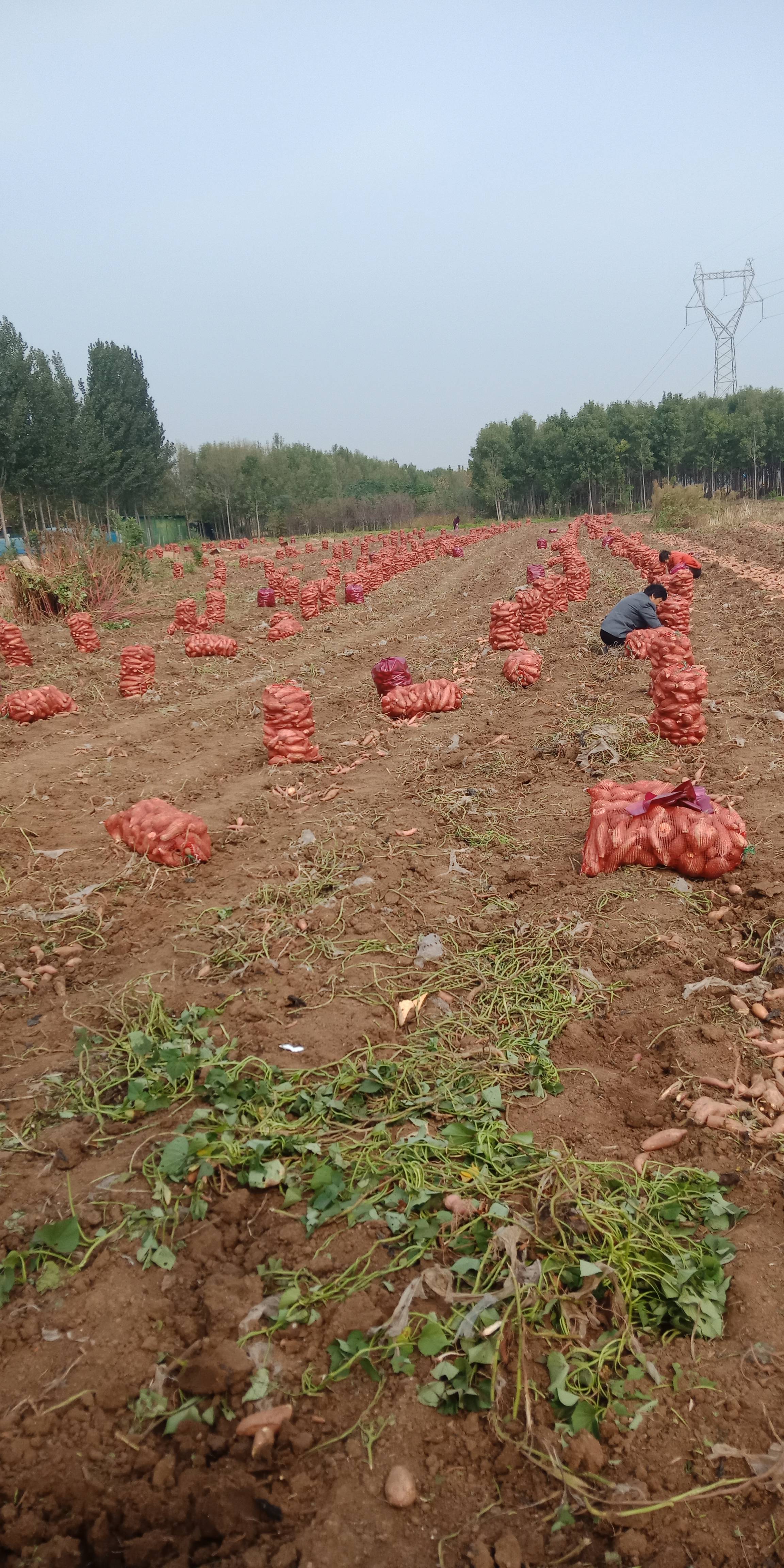山东济宁地区红薯大量上市，有需要的联系134555906...