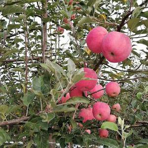 【山东日照纸袋，膜袋，纸加膜红富士苹果大量上市13953955076】处是山东省水果生产基地，主要盛产（早中晚熟）苹果，油桃，西瓜。全县优质苹果种植面积达到40