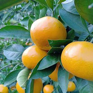 宜昌特产蜜橘大量上市！果皮亮丽无疤痕！含丰富的维生素