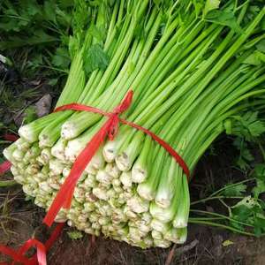 安徽淮北有3万斤 的芹菜，颜色绿，口感脆甜，质量很好，有...