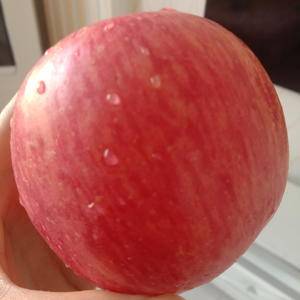 常年供应大量优质红富士苹果，色泽好，个大，口感脆甜，欢迎...