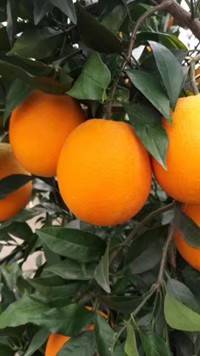秭归脐橙全年供应：脐橙,纽荷尔,长虹,二月红,红心橙,伦...
