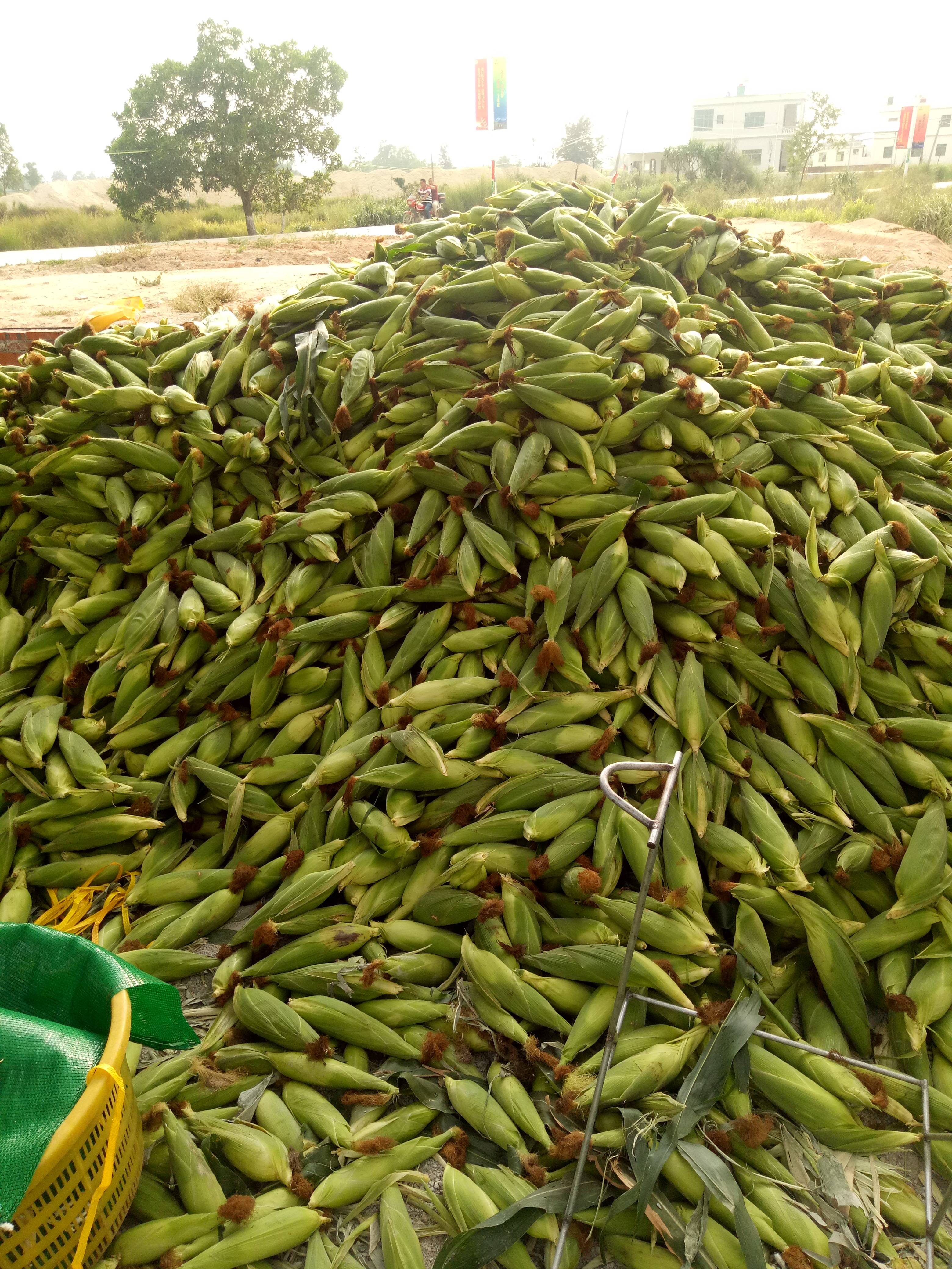 海南省 东方市 鲜玉米半个月后大量上市 有需要的请联系15885970454小罗
