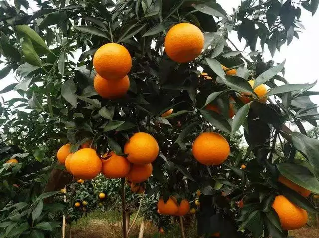 这颗似橙非橙，似橘非橘的爱媛果冻橙，每年都是当季爆款，号称“水果皇后”。需要订购或者想做代理的加微信哦！