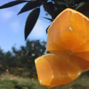 这颗似橙非橙，似橘非橘的爱媛果冻橙，每年都是当季爆款，号...
