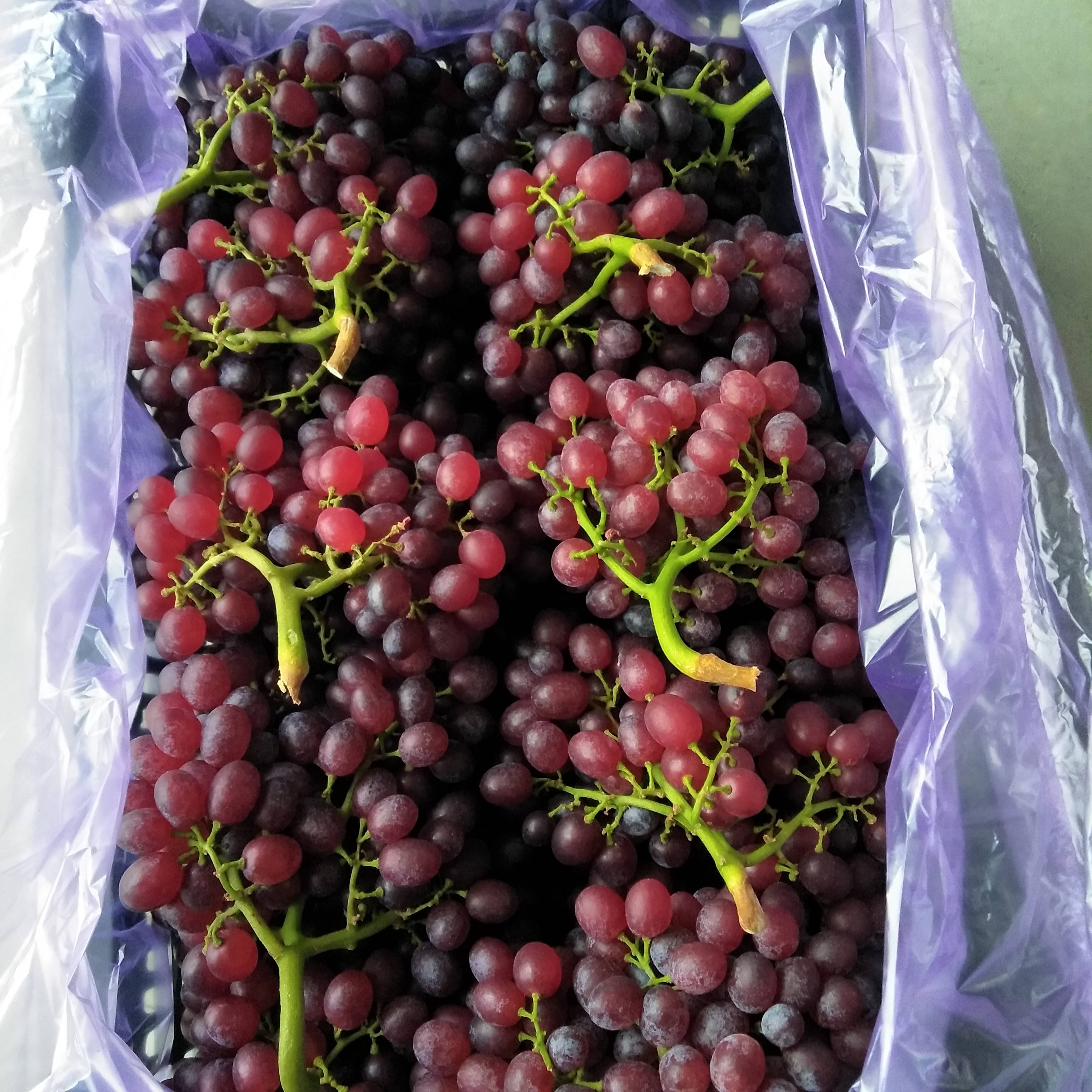 山东烟台—（蓬莱 龙口）红宝石葡萄大量出库，质量优...