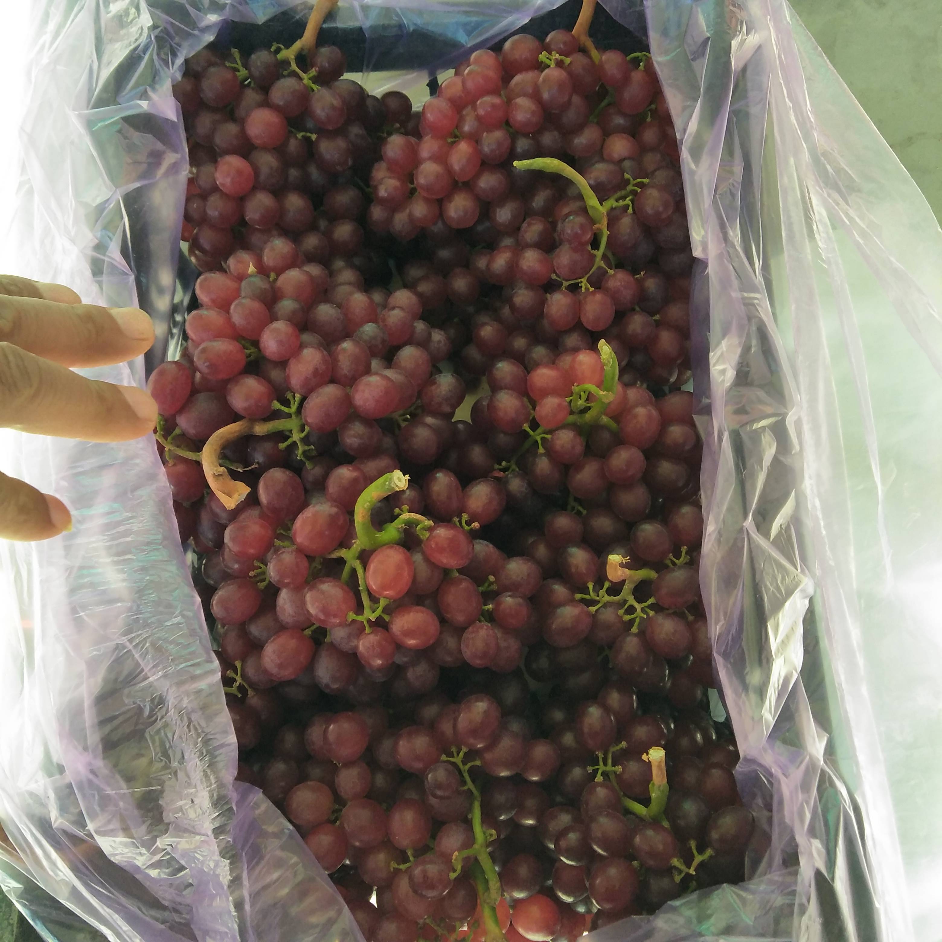 山东烟台—（蓬莱 龙口）红宝石葡萄大量出库，质量优...