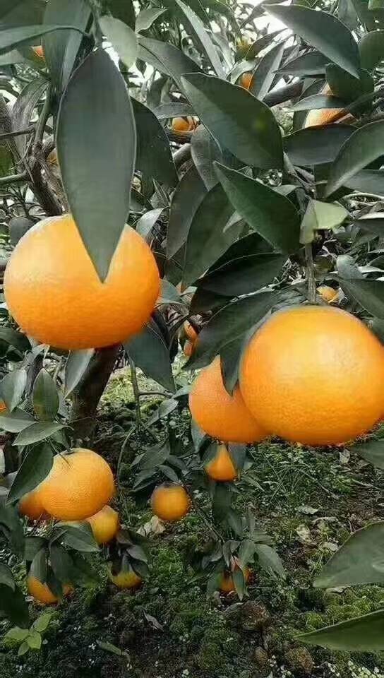 四川爱媛果冻橙，自己家种植、老少皆宜、一件代发面向全国招代理，有意加微信