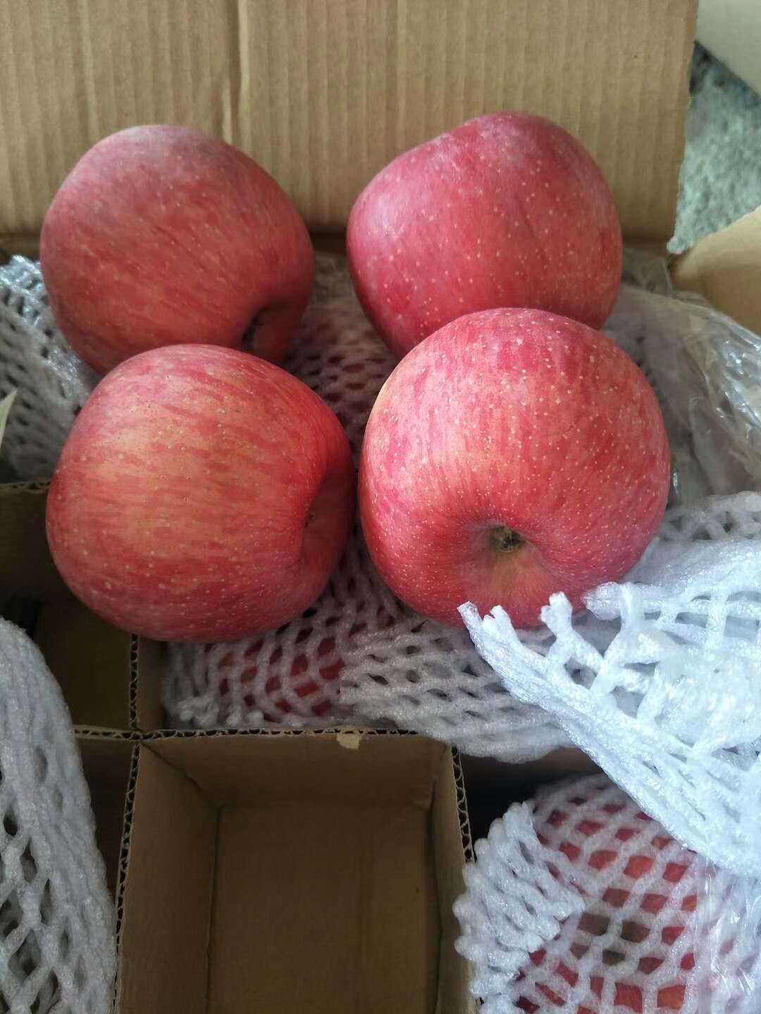 冷库红富士苹果♥155-539-99676♥山东红富士苹...