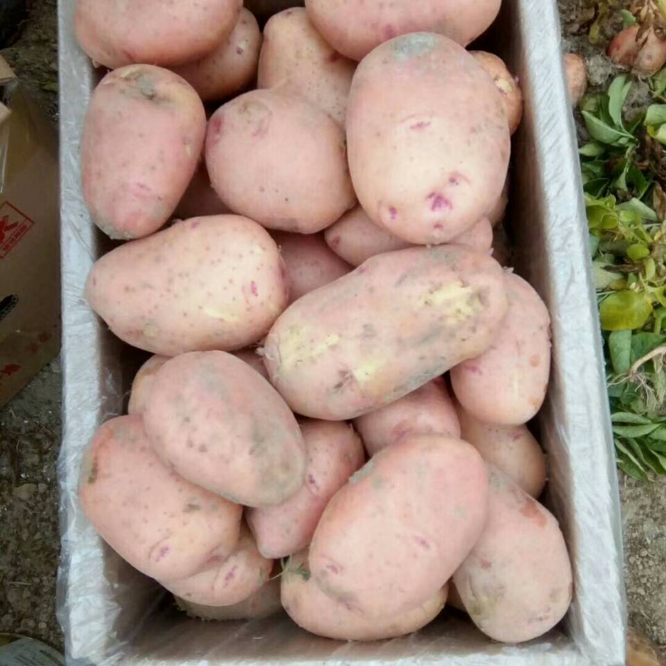 常年出售每个等级优质土豆，电话18387425230