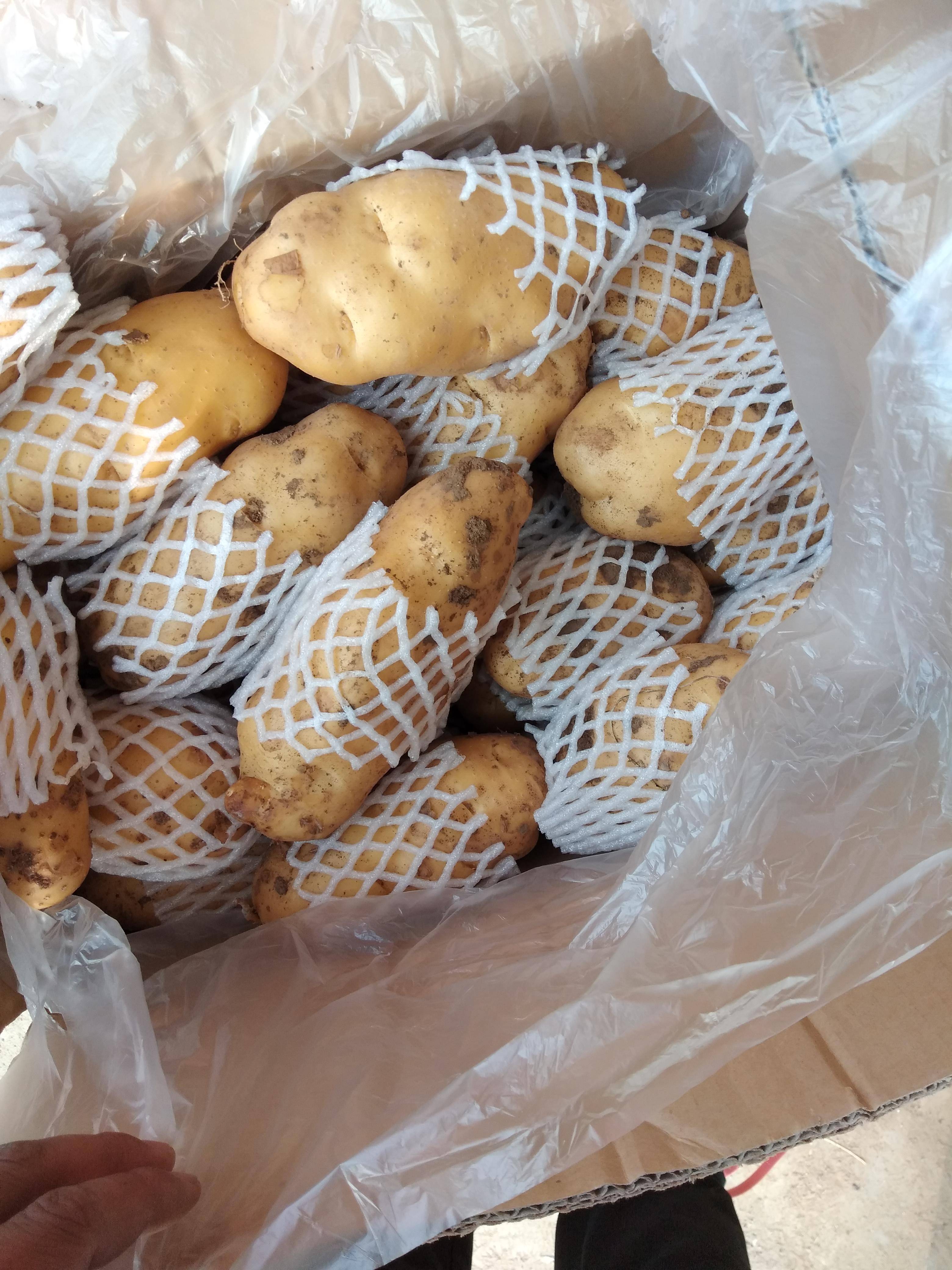 滕州东荷兰土豆，薯型好看，芽眼浅，质量全国一流，联系方式...