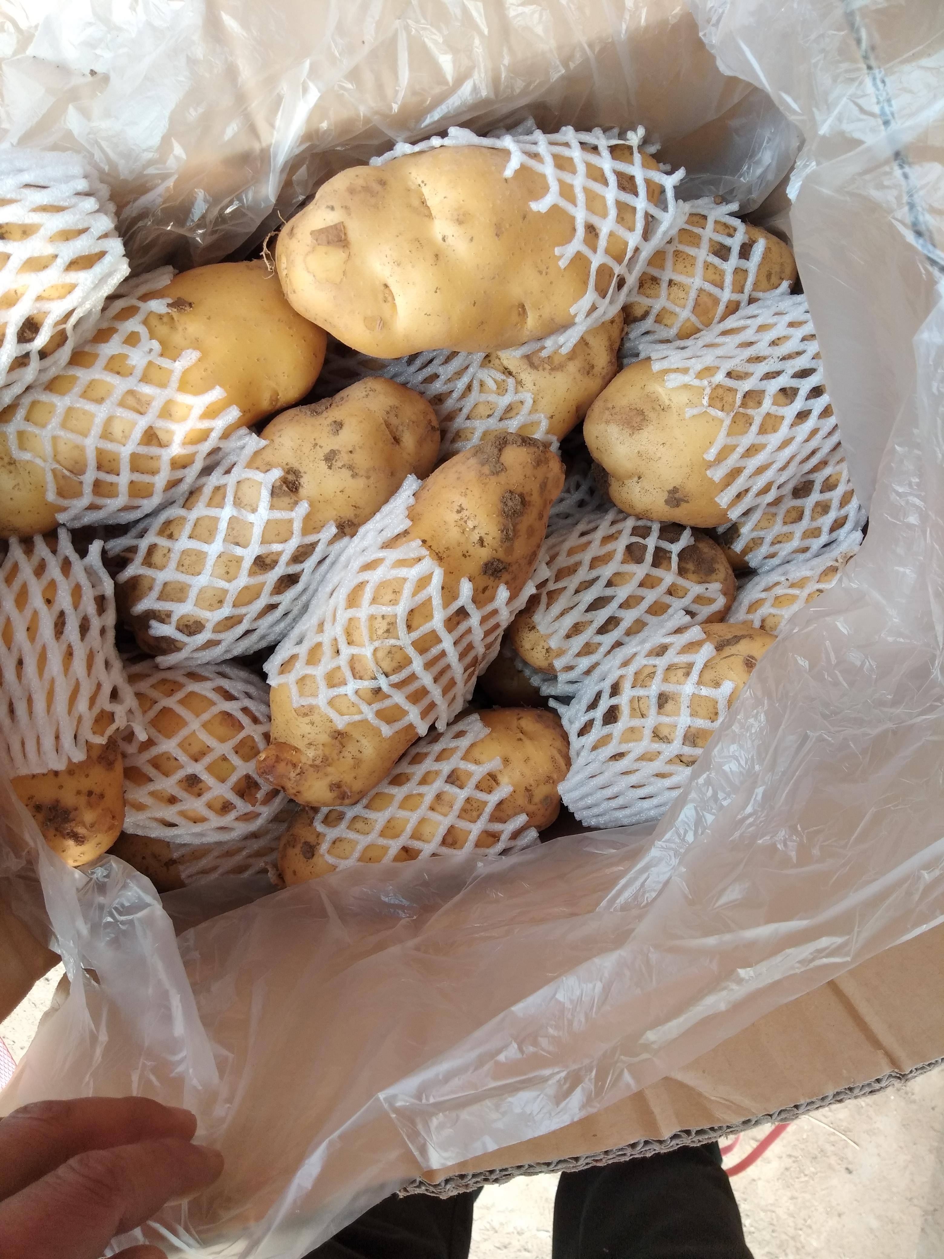 滕州东荷兰土豆，质量全国一流，13563250881/微...
