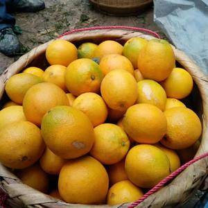 自家农种赣南脐橙，味道纯正，零售批发，欢迎采购品尝。