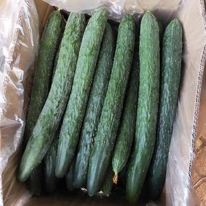 黄瓜，长20到25cm,每天都有大量货源，每天价格有浮动...