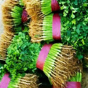 聊城莘县铁杆绿香菜以上市，适合储存和发国内各大市场，质量好上货快，可加工各种包装。