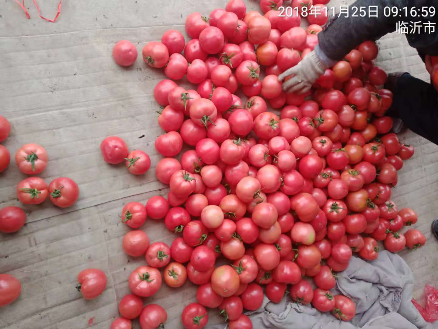 费县的西红柿大量上市中，今天价格下滑