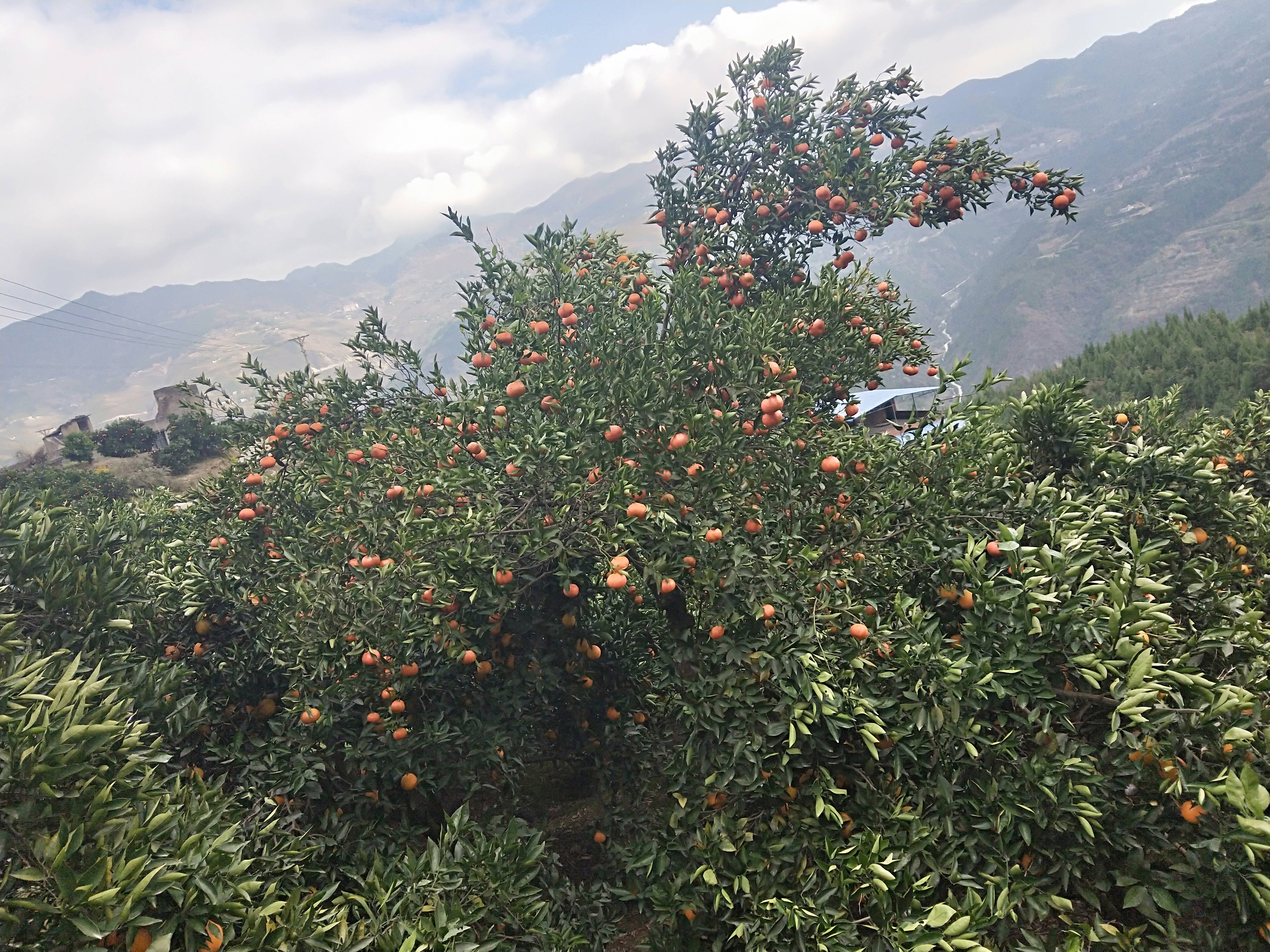 诗橙奉节的脐橙，种地面积在万亩地以上，水果丰富，香甜可口，回味甘甜，口感不错