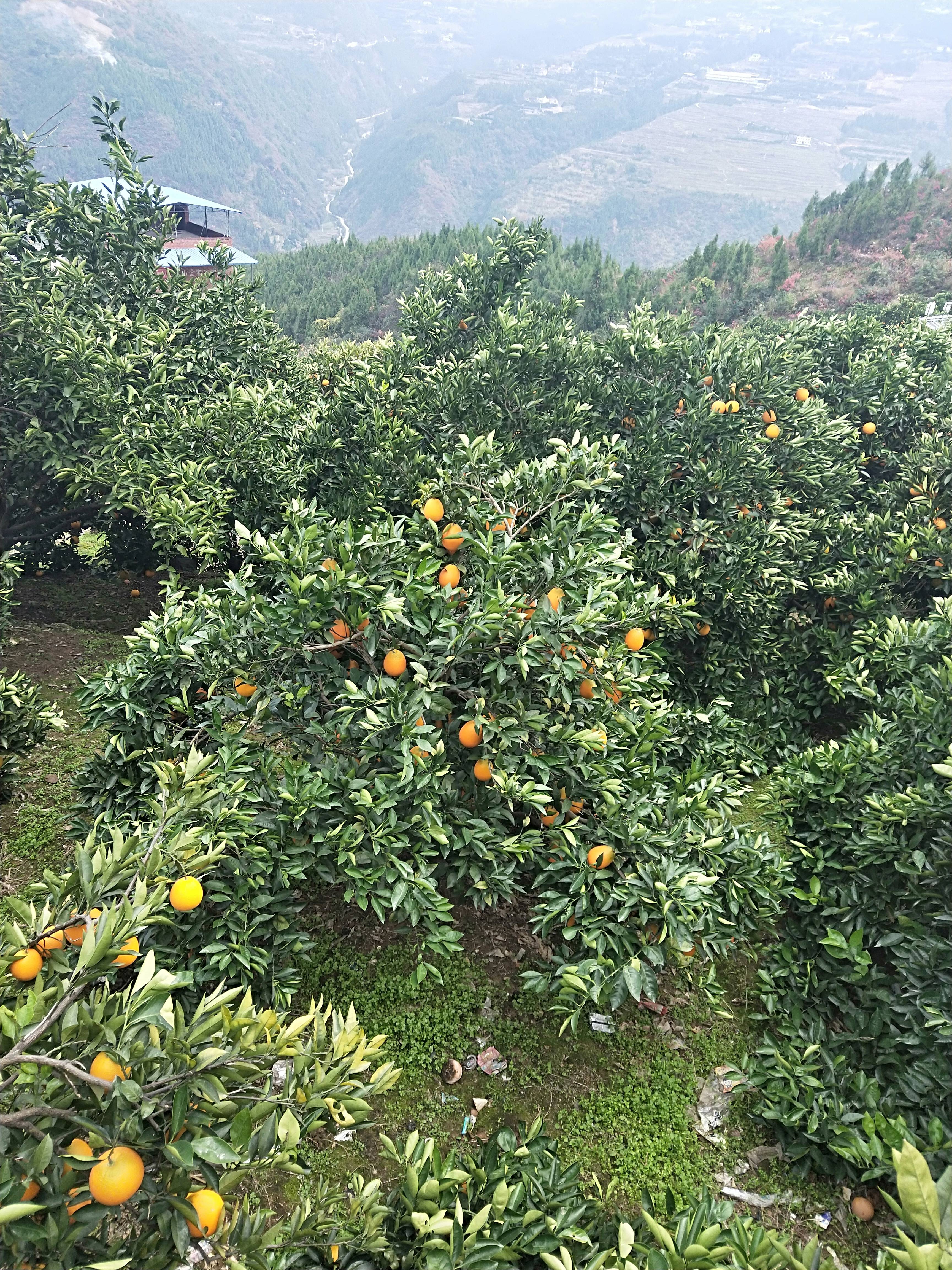 诗橙奉节的脐橙，种地面积在万亩地以上，水果丰富，香甜可口，回味甘甜，口感不错