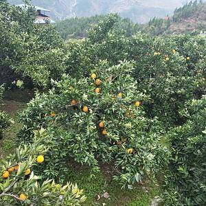 诗橙奉节的脐橙，种地面积在万亩地以上，水果丰富，香甜可口...
