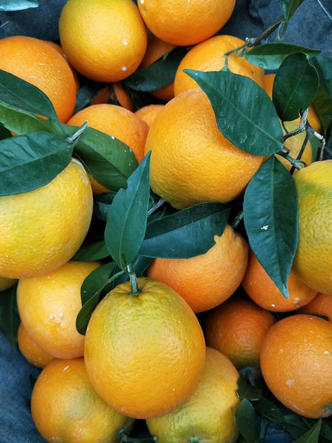奉节脐橙，产地直供，品质保证，量大从优，欢迎电议15826330655