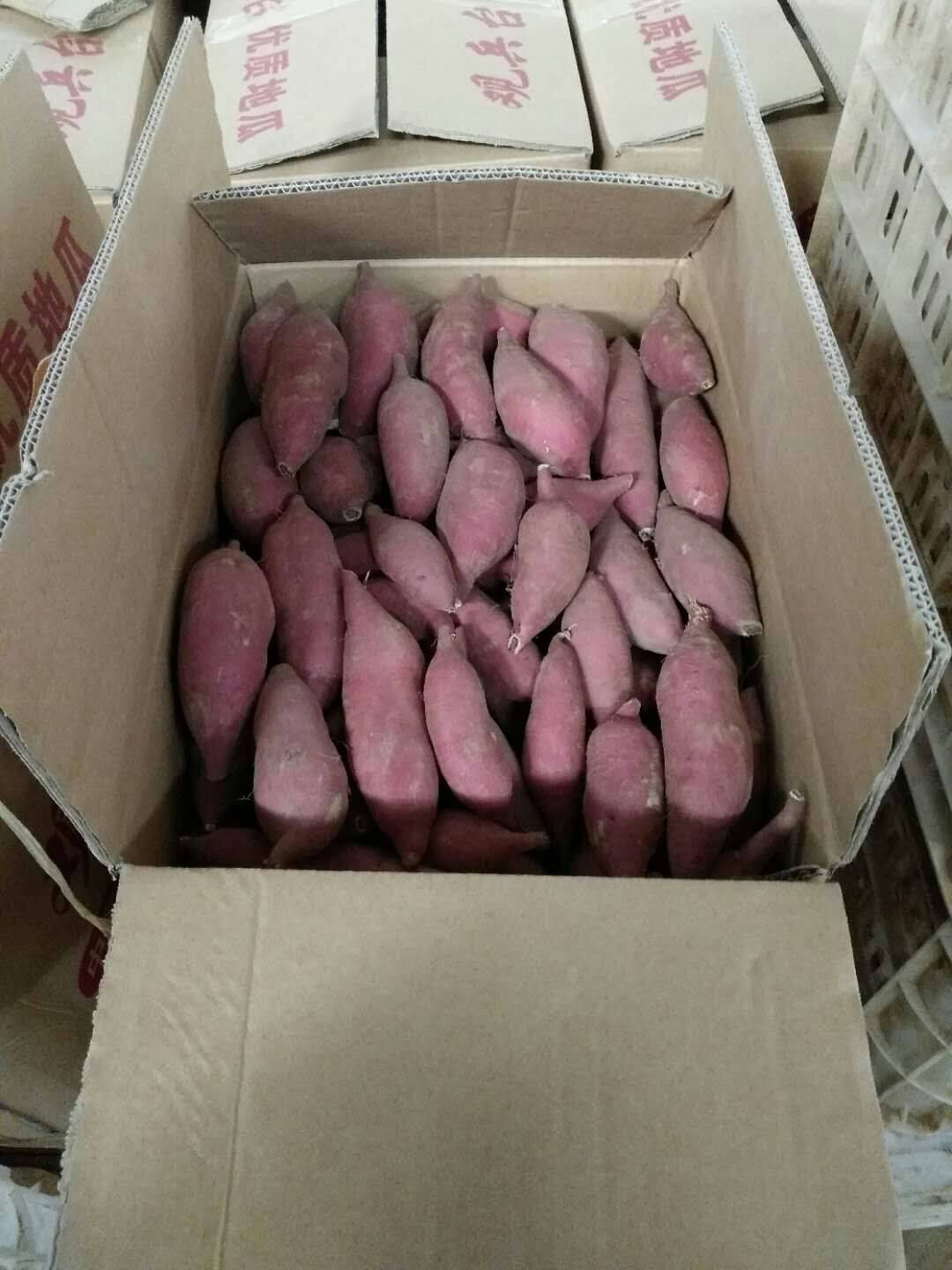 香薯，1-4两。3万斤，河北邯郸，联系方式1873106...