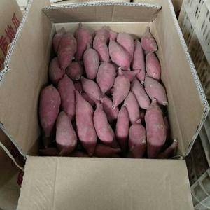 香薯，1-4两。3万斤，河北邯郸，联系方式1873106...