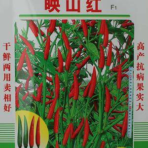 高产单生朝天椒映山红种子：中早熟一代杂交种，从韩国引进，...