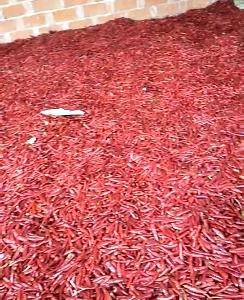 大量供应锦州凌海地区各种干辣椒，品种多，辣度高，交通方便...