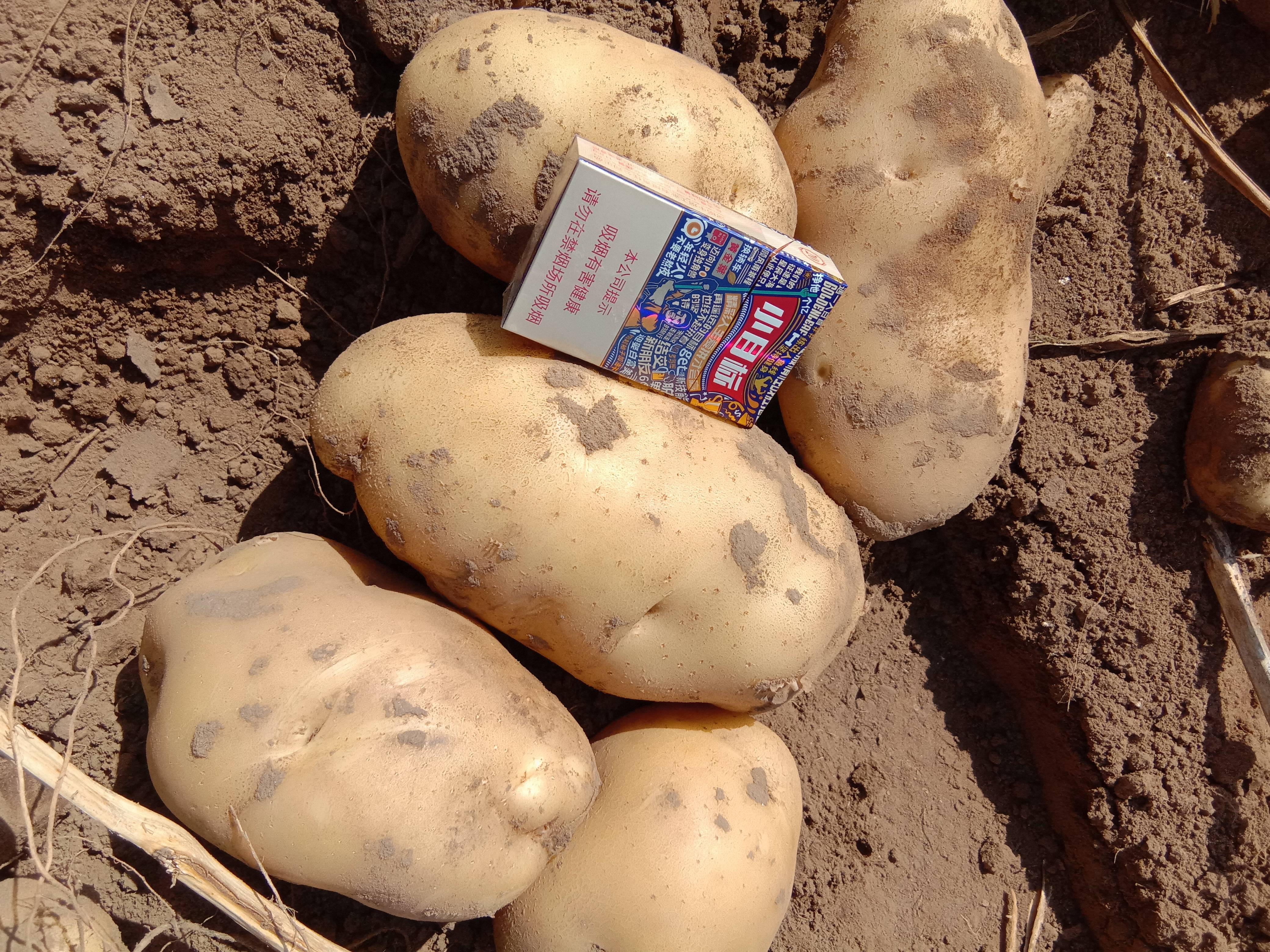 常年批发白心土豆:品种226，228和V8土豆。个头大颜色鲜亮，无腐烂无青头无伤残无黑心。