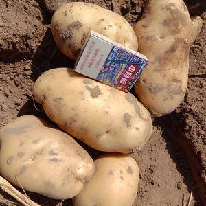 常年批发白心土豆:品种226，228和V8土豆。个头大颜...