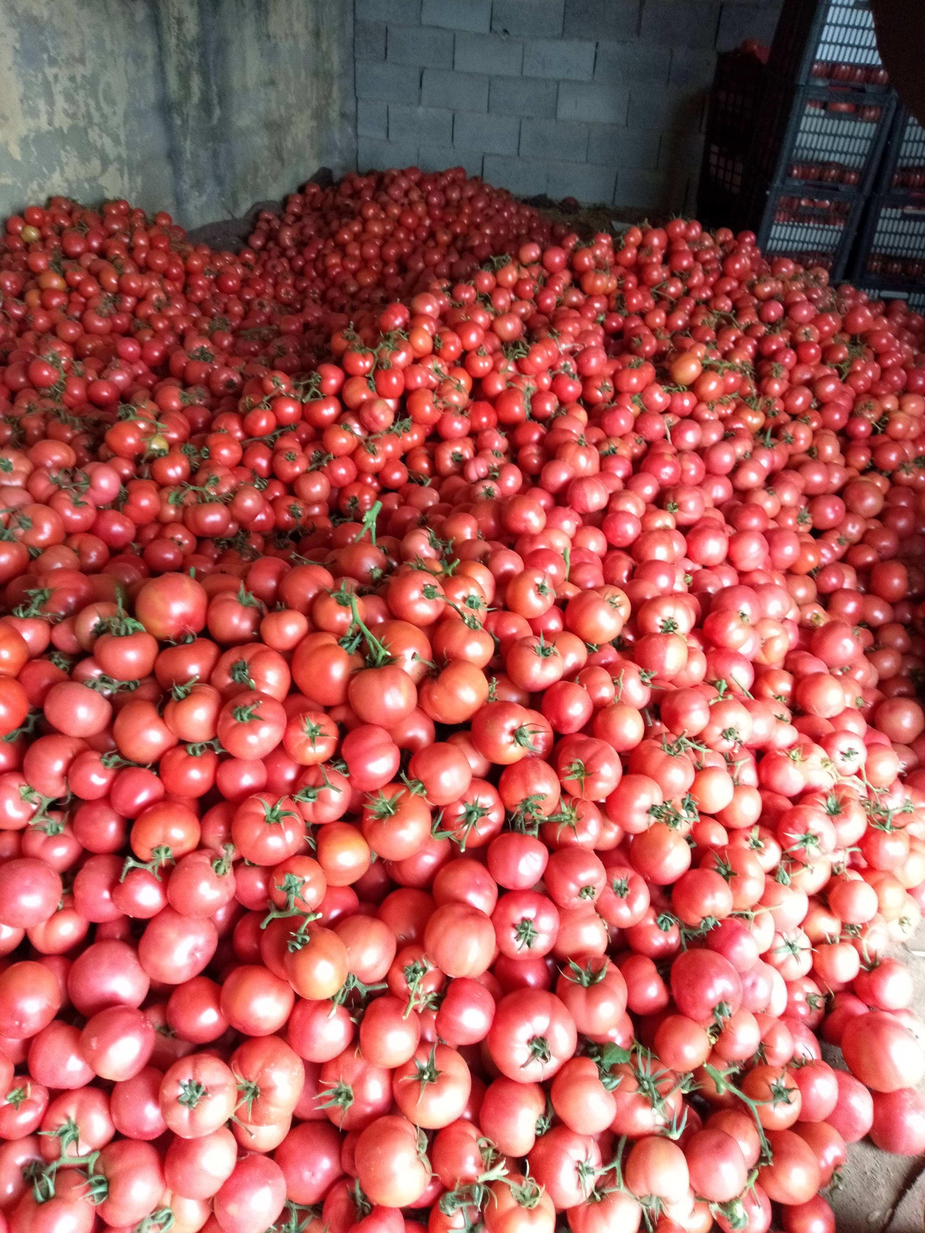 费县的硬粉西红柿大量上市，西红柿的品种齐全，质量好，颜色...