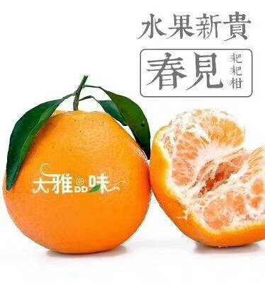 自家果场出售春见70――90果子纯甜套袋果，收购橘...