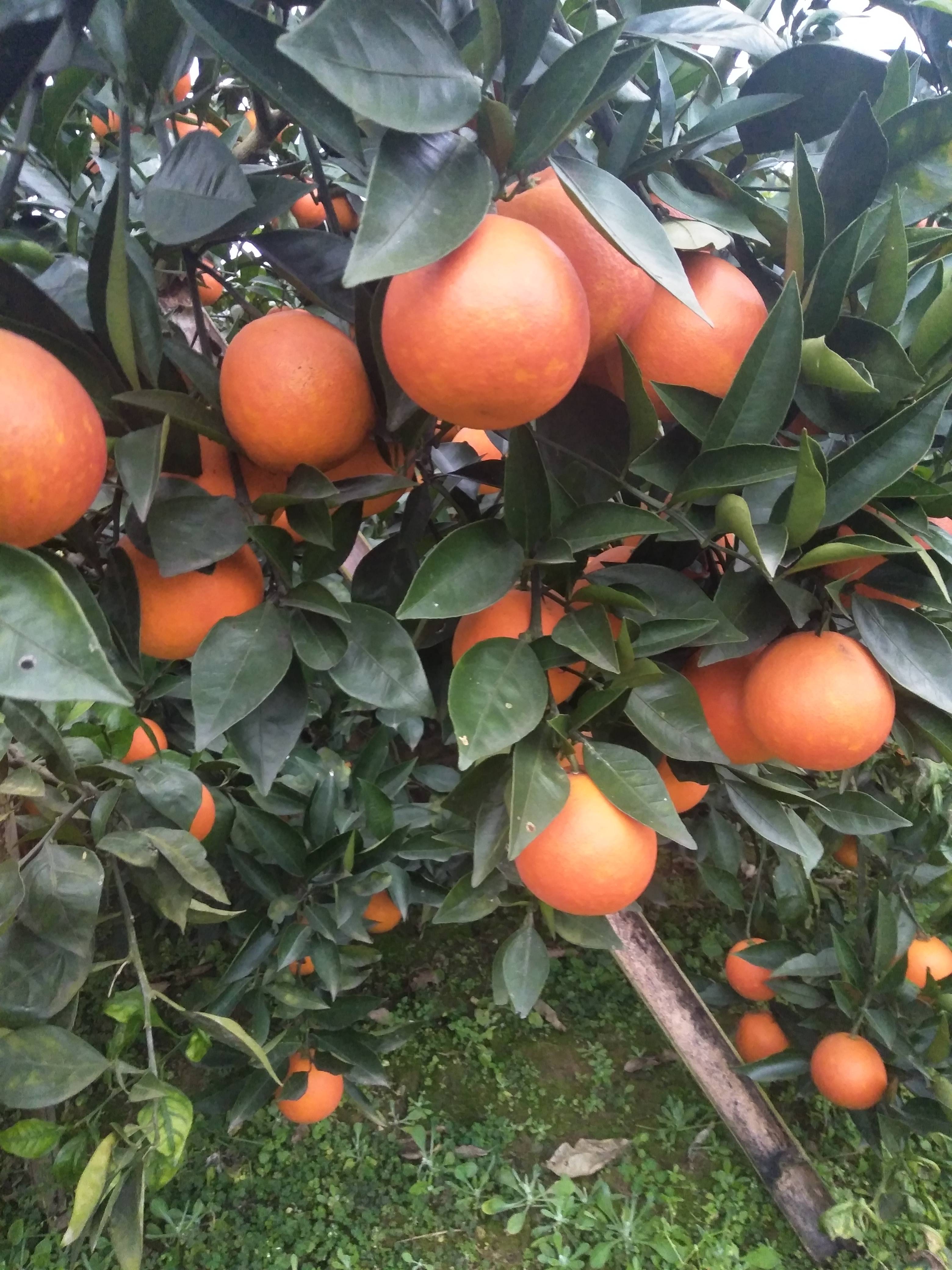 塔罗科血橙，产地供应，请联系，皮薄，肉多，汁多，色香味俱全