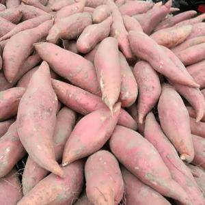 开封红薯大量了，品种有，西瓜红，商薯19，老双季，有需要...