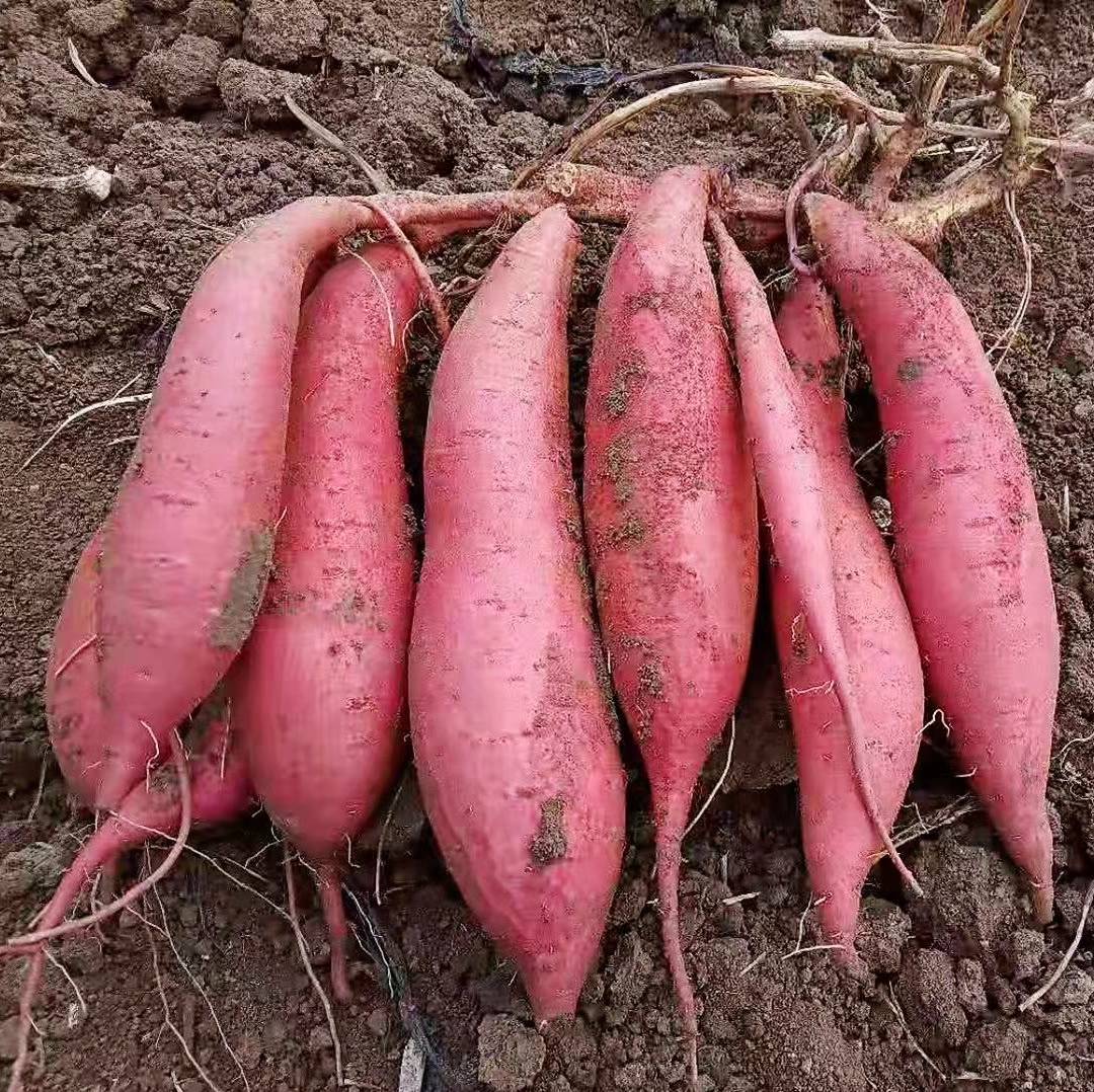 福建六鳌红蜜薯5斤沙地红蜜薯红心地瓜产地直供一件代发-阿里巴巴