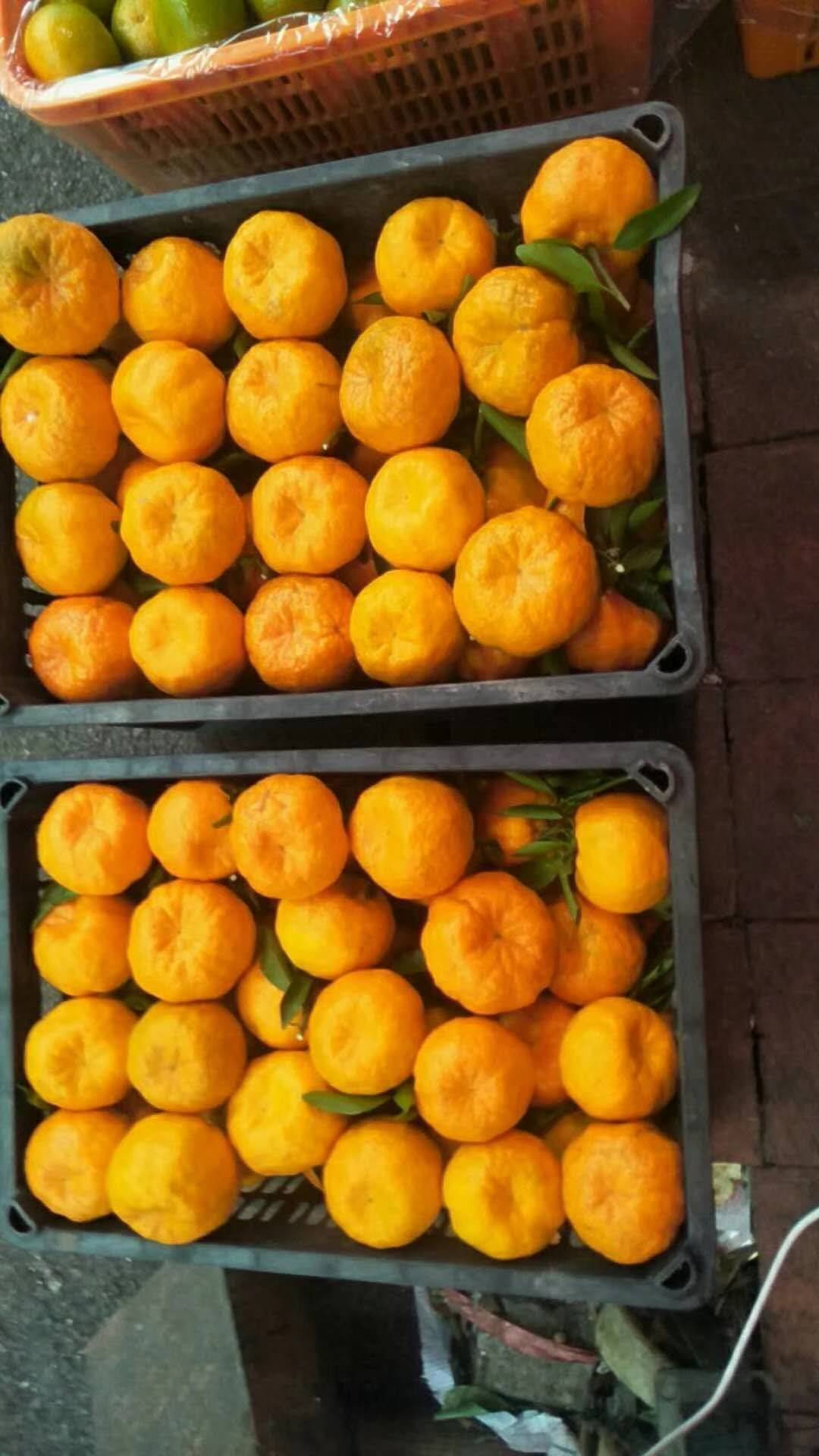 湖北宜昌是一个山清水秀的旅游城市，也是最大的柑橘产...