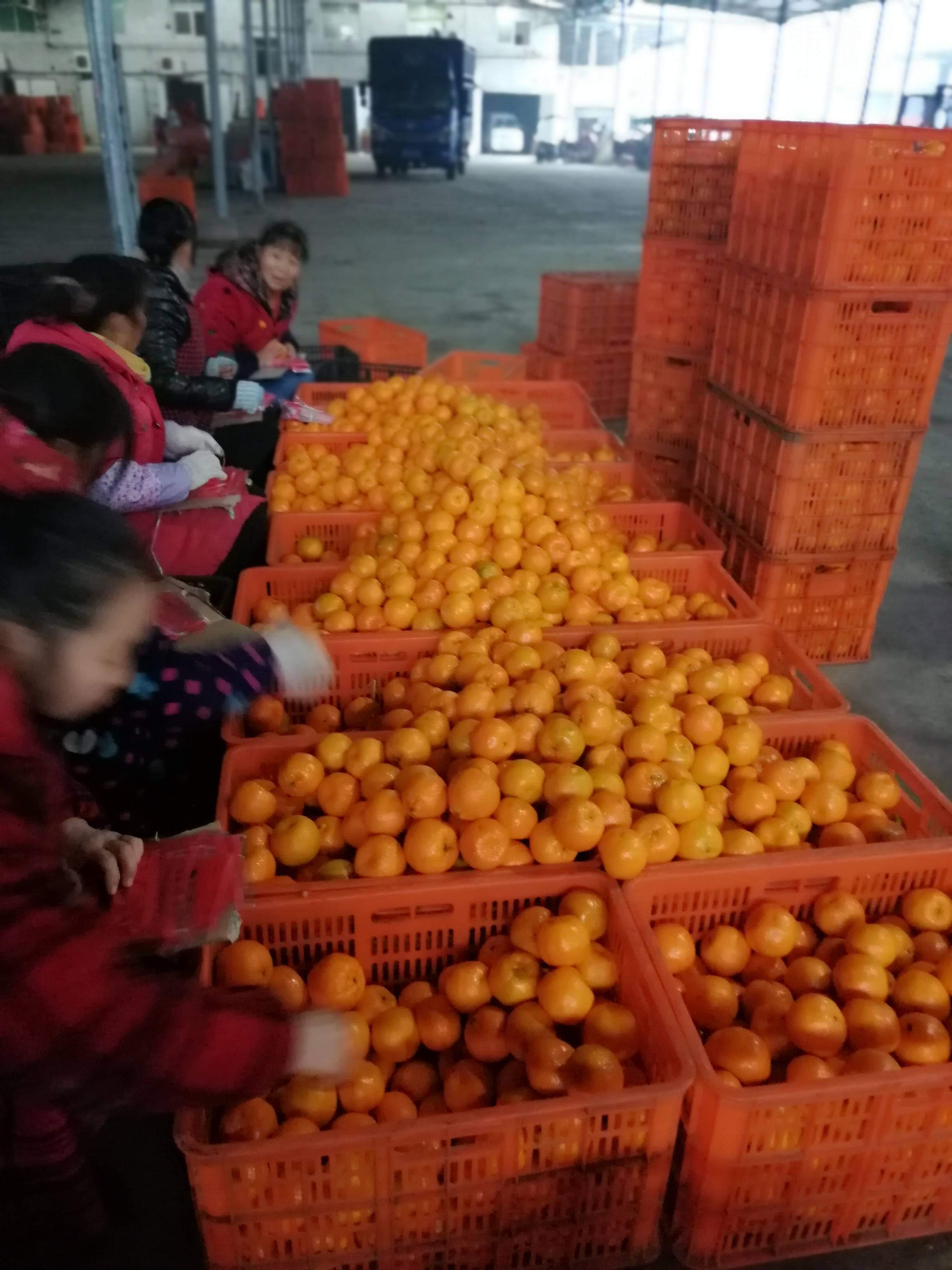 湖北宜昌是一个山清水秀的旅游城市，也是最大的柑橘产地之一。碰柑大小均匀，果皮色泽金黄，光滑皮薄易剥，无核，汁多，含糖量高易化渣，同时还有一蜜桔，橙子，柚子，欢迎