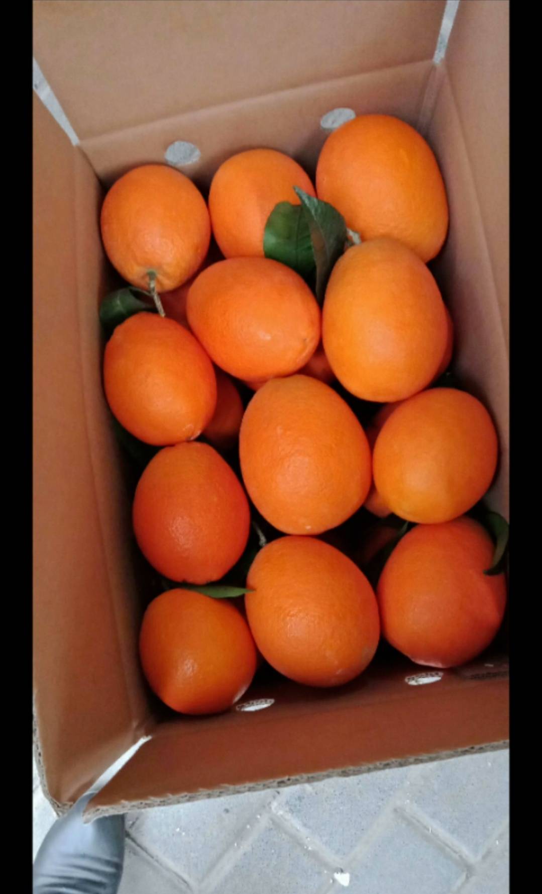 长虹，纽荷尔，圆虹，血橙各种脐橙产地直销大量供应