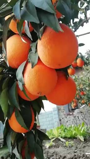 伦晚橙产地直销大量供应，农户一手货源品质保证价格实惠，欢迎各位老板前来咨询采购