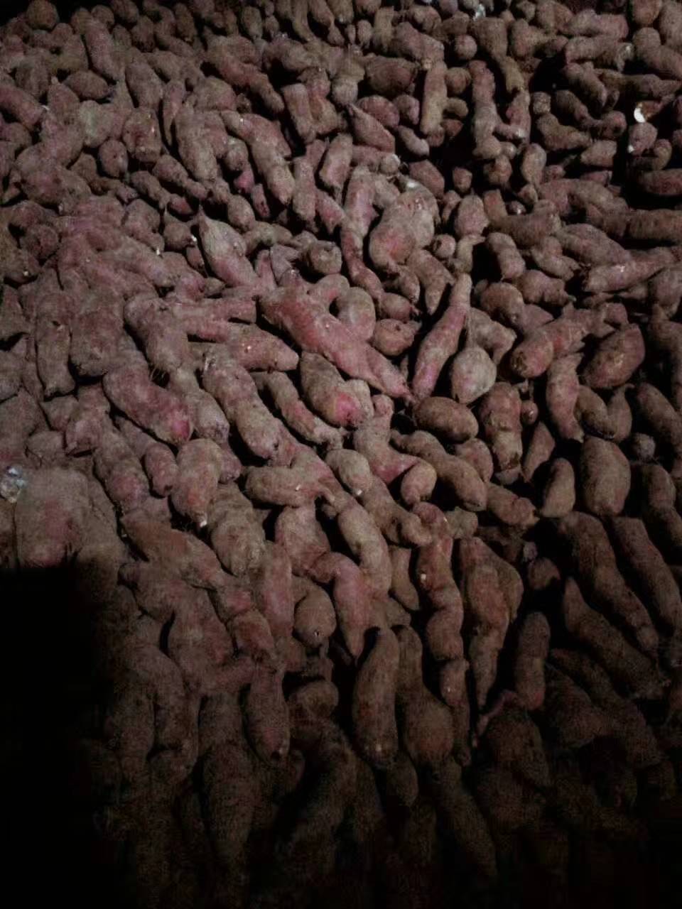 大量批发本地自产红薯