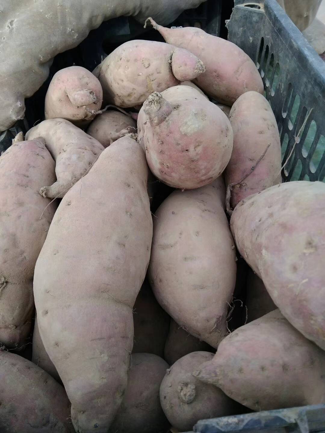 大量批发本地自产红薯