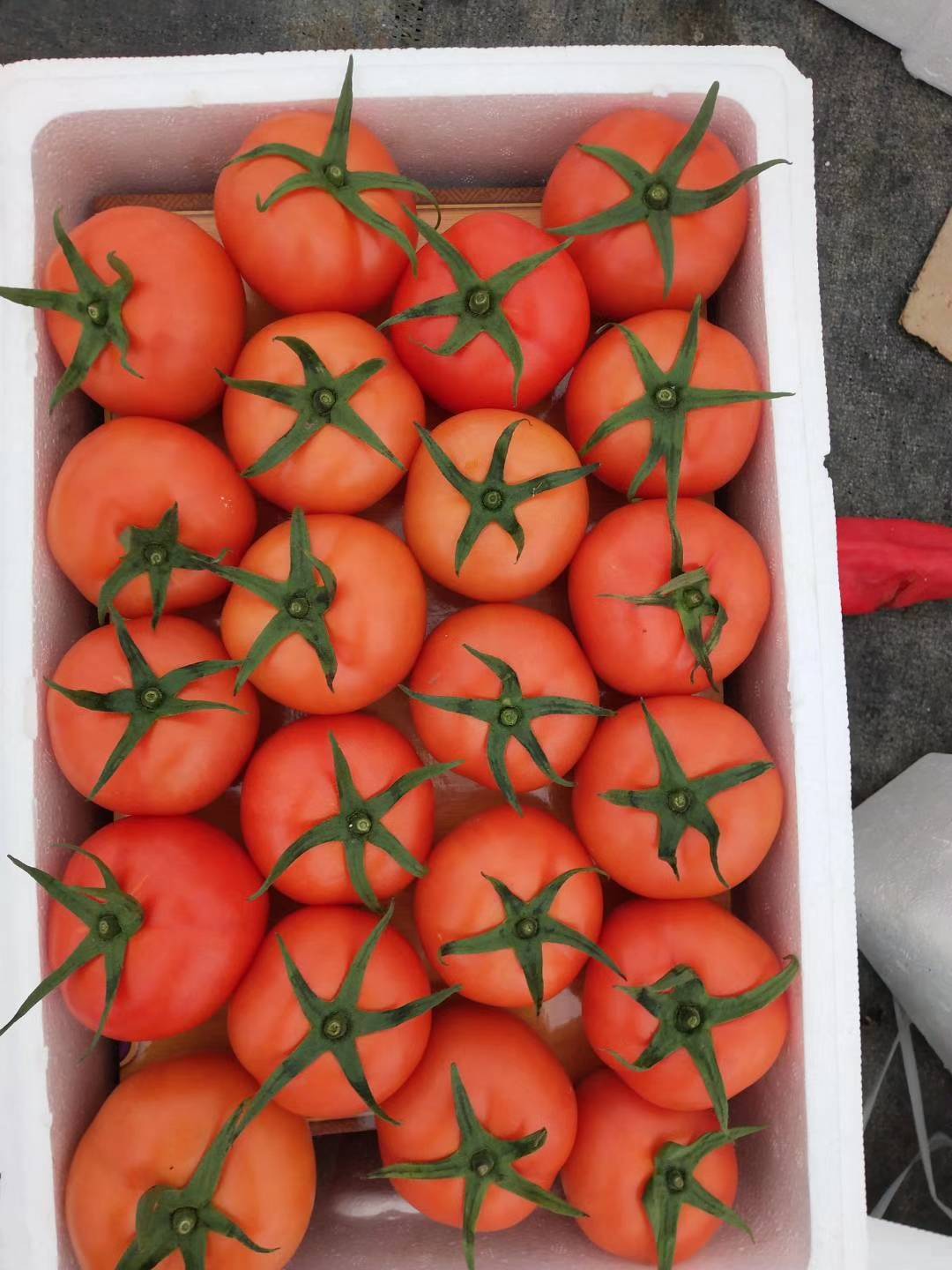温州苍南县马站镇万亩西红柿大量上市中，欢迎各位老板前来收购，代办13958777033