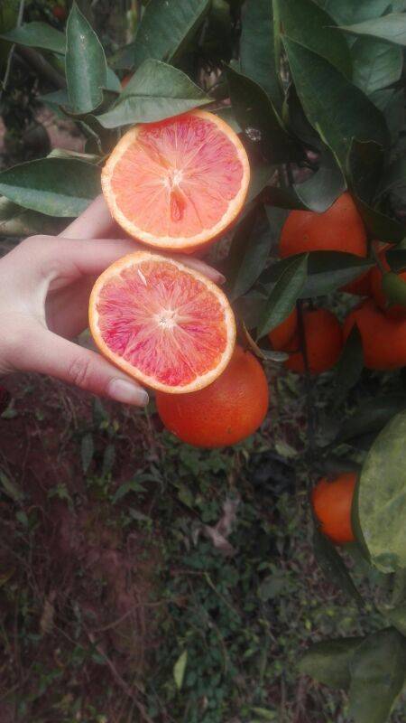 塔罗科血橙正在热销中，产地直销，欢迎订购18782049819